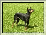 Angielski Toy Terrier, zielona, trawa