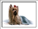 czerwona, S�odki, Australian Silky Terrier, kokardka