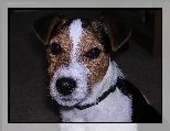 g�owa, Jack Russell Terriera