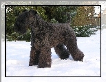 Kerry blue terrier, �nieg
