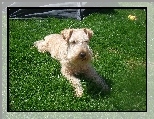 Lakeland Terrier, pszeniczne, umaszczenie