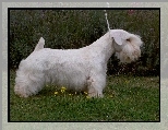 bia�y, Sealyham Terrier
