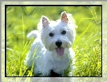 soczysta, s�odki, West Highland White Terrier, trawa