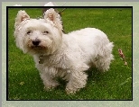 s�odki, West Highland White Terrier