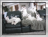 czarna, sze��, West Highland White Terrier, kanapa