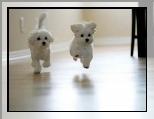 West Highland White Terrier