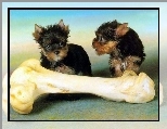 Yorkshire Terrier, Wielka, Ko��